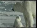 Harun Yahya The Polar Bear