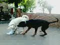 buster n zola.3gp