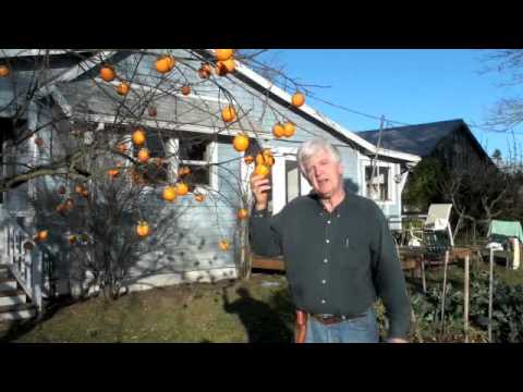 how to harvest persimmons