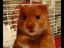 Hamster is talking funny:)