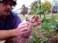 growing garlic growing garlic