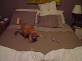 Cat playing with laser