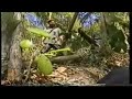 KNLA Mortar attack. KNLA Mortar attack.