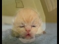 A poor baby kitten morphs into me...
