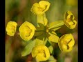 Wildflower Inspiration Wildflower Inspiration