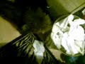 My dog Wombie