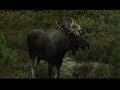 Flott 6-tagger i Mykland (Moose in Mykland) Flott 6-tagger i Mykland (Moose in Mykland)