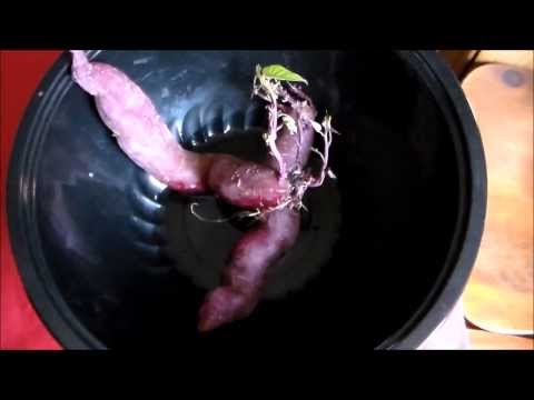 how to transplant sweet potato slips