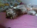 Scary Forestcat Scary Forestcat