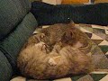 my cats cleaning each other (please comment)
