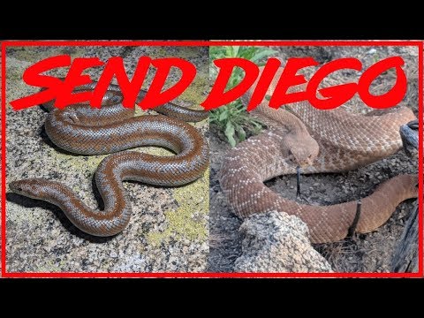 YouTube reptile video