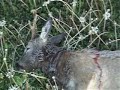 roe buck hunting roe buck hunting