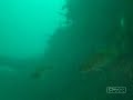 Robert Gaskin Shipwreck