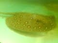Poke Dotted Stingray