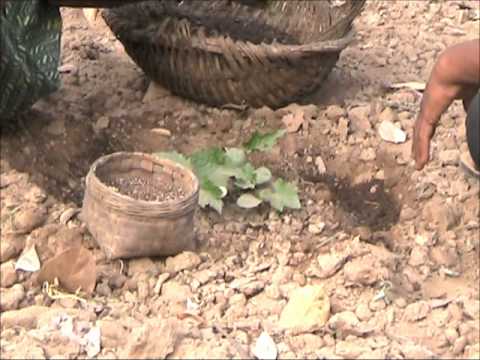 how to fertilize gourds