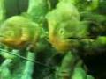 videos de Acquario di Genova - Piranha (Piraña)
