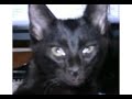 Prince, the black cat