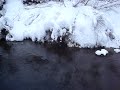 Small Munsterlander retrieving first duck