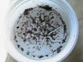 New England Mud Nassa and common mud nassa timelapse