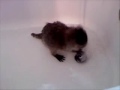 Baby Raccoon In The Bathtub - animals, bathtub, cute, pets, playing, raccoon