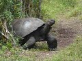 Zoo tycoon 2 endangered species