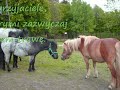 Felinka Felinka