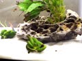 Neon tetras and ghost shrimp Neon tetras and ghost shrimp