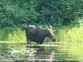 Bull Moose near Pog Lake Campground Algonquin Park