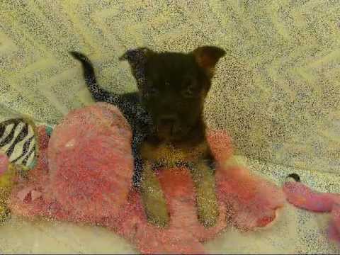 Lab & Shepherd Mix Puppies for Sale | Pets for Adoption NJ, NY, NH, DC, RI