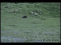 Bear Cub Tumbling