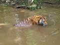 Tigers sighted in Maine!!! - DEW Animal Kingdom Mt. Vernon Tigers sighted in Maine!!! - DEW Animal Kingdom Mt. Vernon