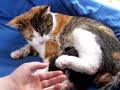 kitten being born