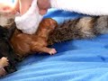 kitten being born
