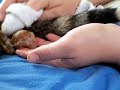 kitten being born
