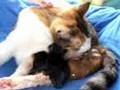 Kitten Being Born