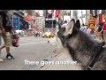 Mishka Can't Catch a Cab!