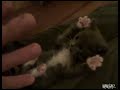 SURPRISED LITTLE KITTEN - SO CUTE