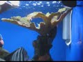 400 gallon saltwater fish tank