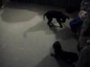 Dogs playing, very cute.