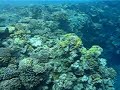 Underwater scenery from Hadaba, Sharm el Sheikh