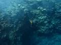 Underwater scenery from Hadaba, Sharm el Sheikh