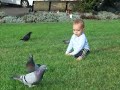 MoA with pigeons