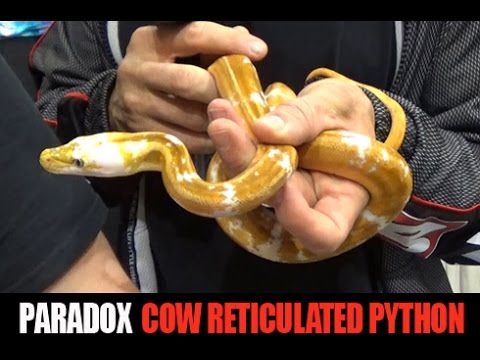 YouTube reptile video
