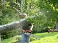 Chainsaws in Action - Tree Comes Down