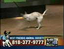 Adopt-a-Pet on FOX Adopt-a-Pet on FOX