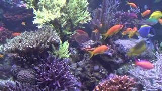 A beautiful marine tank