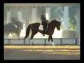 ES Bonheur - 1993 Hanoverian Stallion