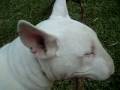 videos de Duke Bull Terrier.