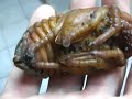 Dynastes hercules pupae - Macro