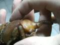 Dynastes hercules pupae - Macro